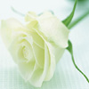rose.jpg